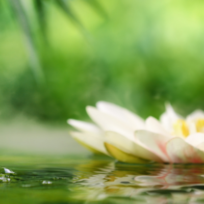 Lotus Flower